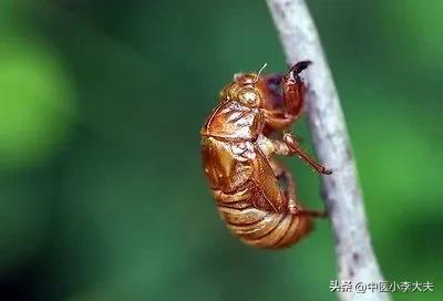 蝉蜕配哪些药清肝明目的功效,蝉蜕搭配什么治疗明目退翳