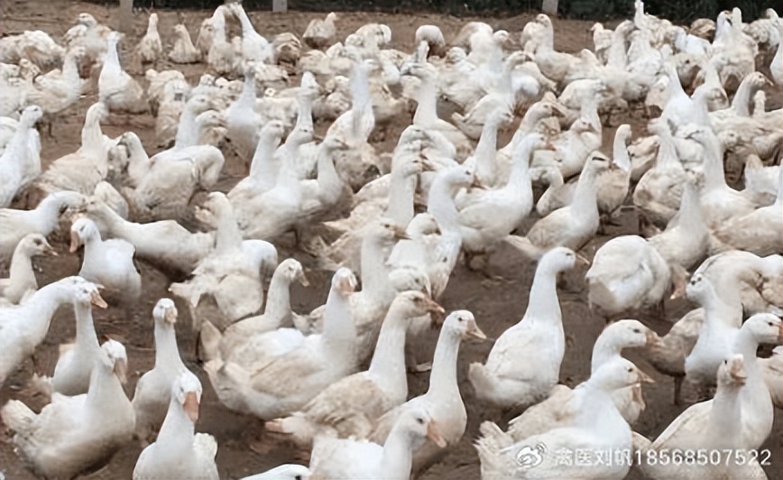 鸭子拉墨绿色粪便精神好,鸭子褐色稀粪便怎么办