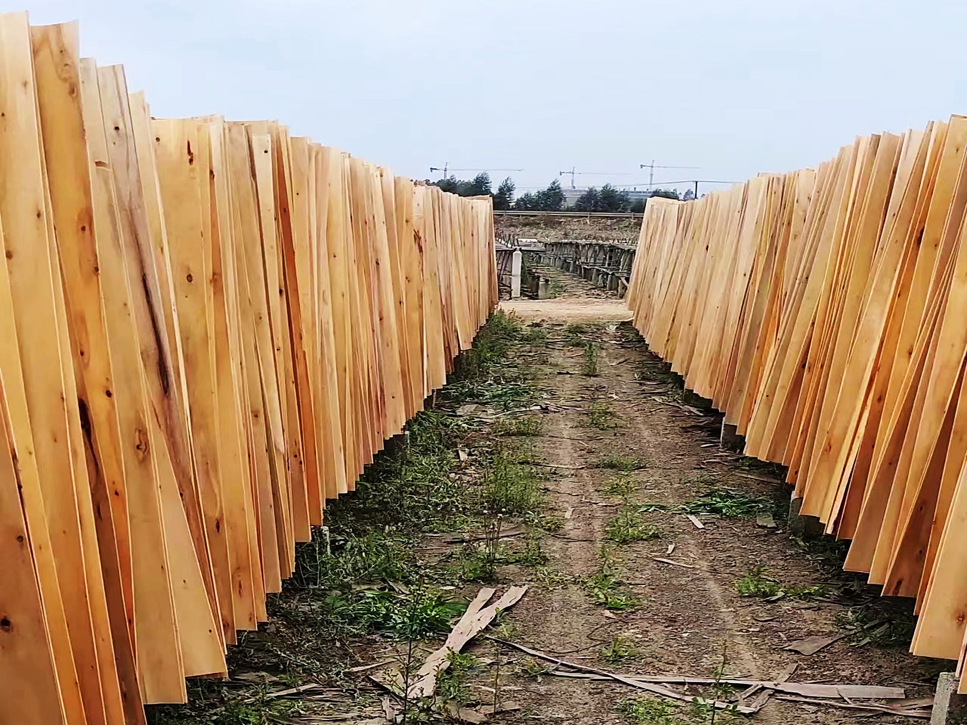 广西桉木加工的高端化之急