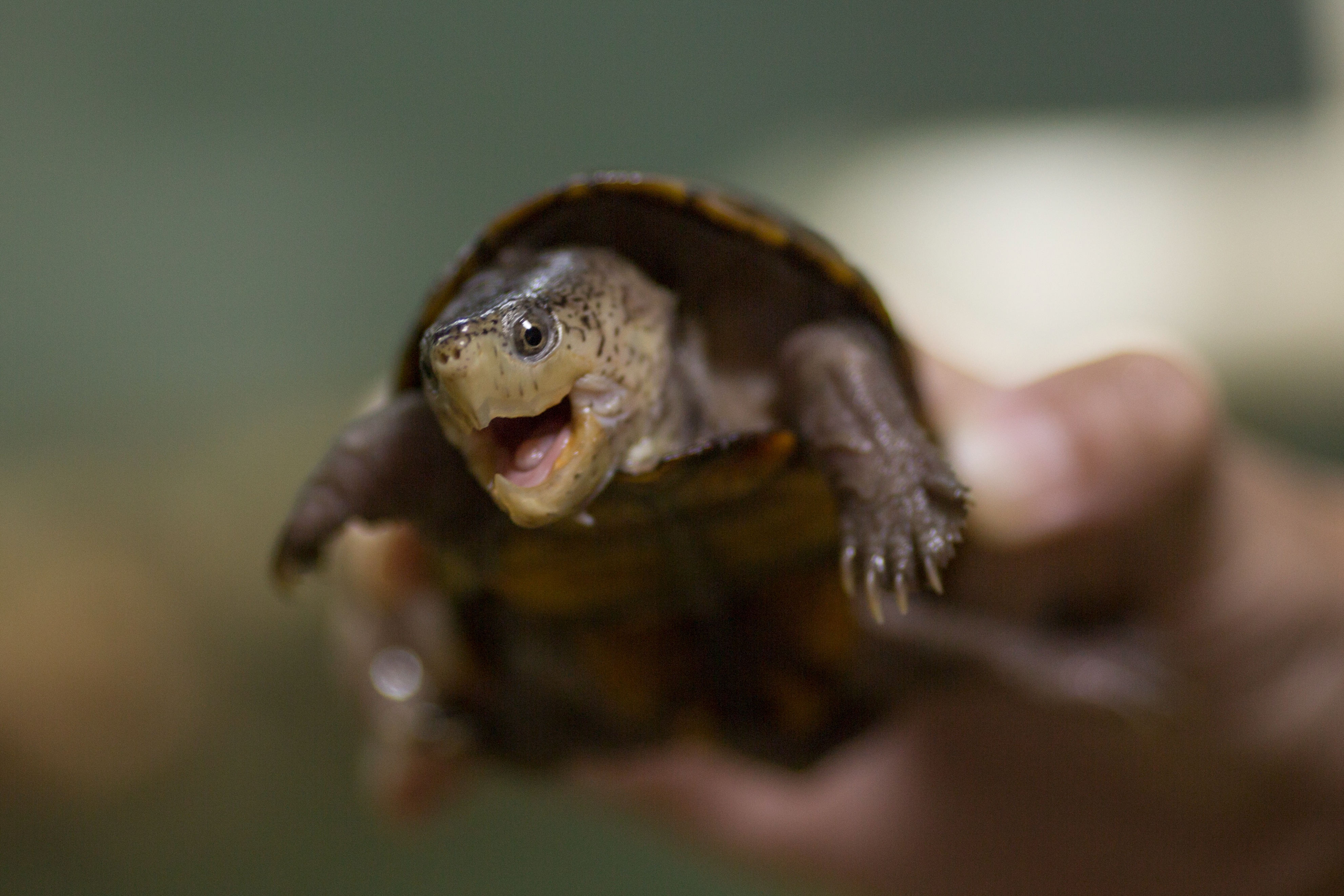 龟应激腐皮如何治疗,乌龟应激是否会腐皮腐甲