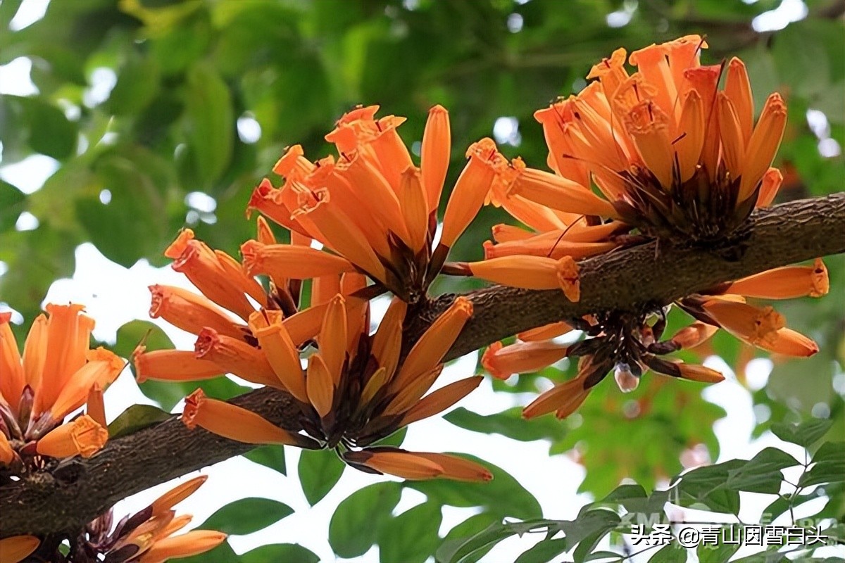 一年开花两年结果三年成熟,一年开花几次比较多