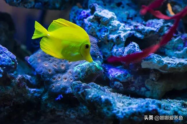 观赏鱼外寄治疗常用药,观赏鱼交叉感染常用药