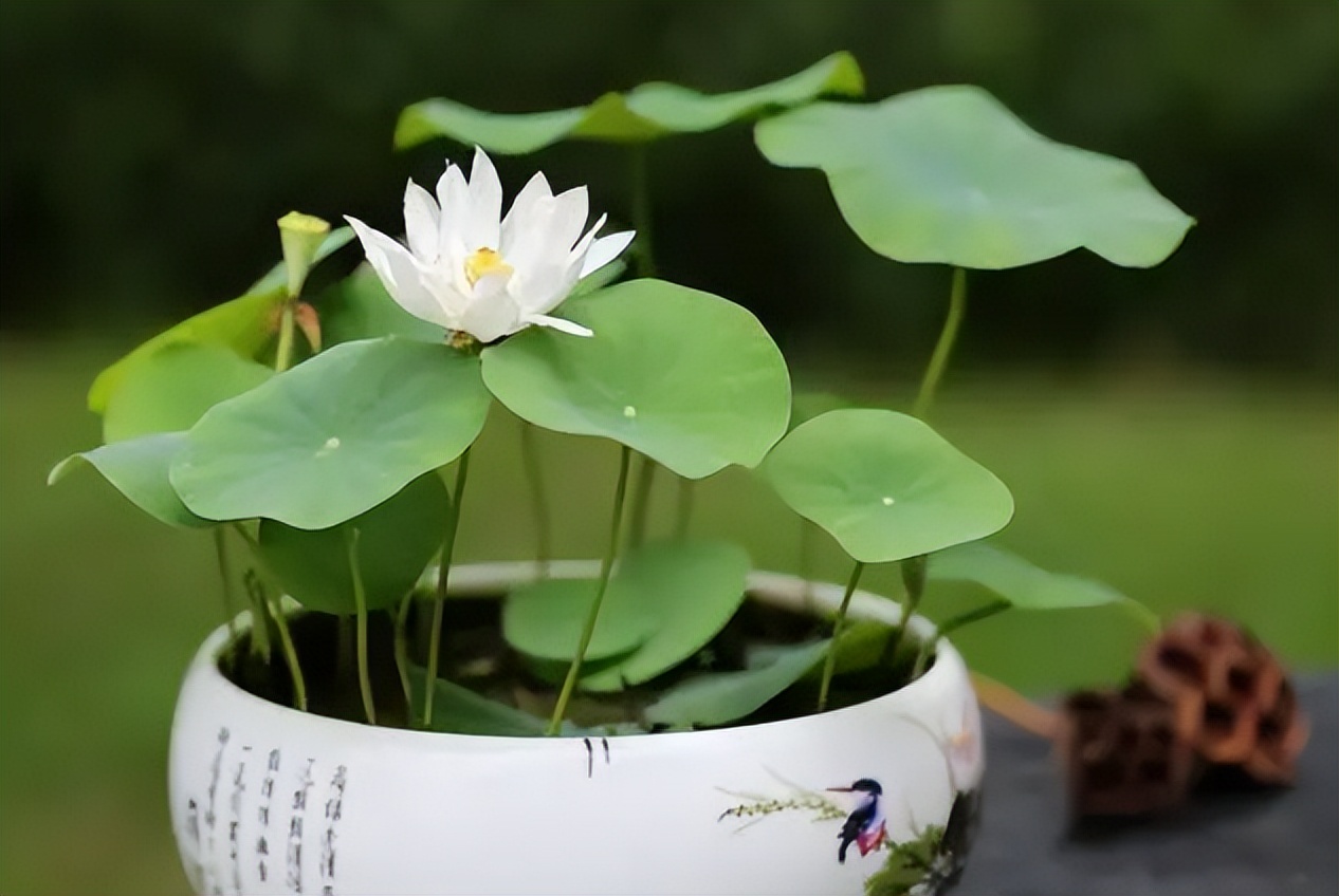 新手碗莲种不好教你一个小技巧,碗莲种藕多久开花