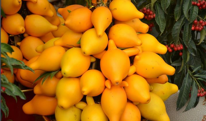 百花齐放春意浓群芳争艳,百花齐放喜迎新春