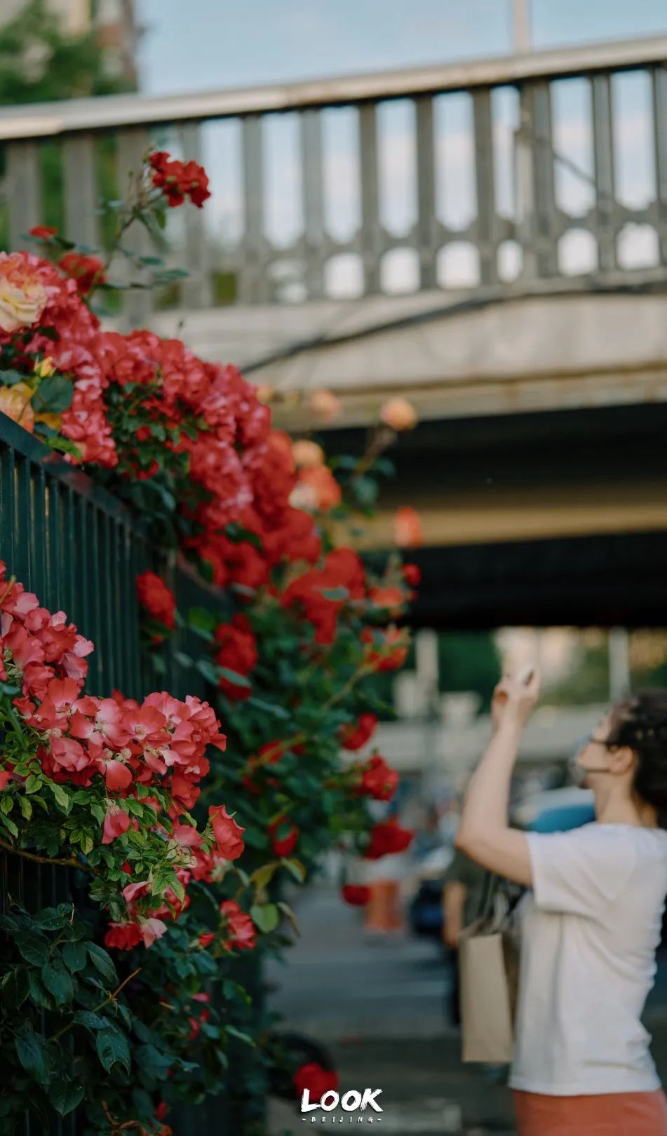 北京居庸关花海栈道,北京四季花海景区