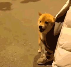 寄生虫感染严重的狗狗,狗狗巴贝斯虫生病了临死的征兆