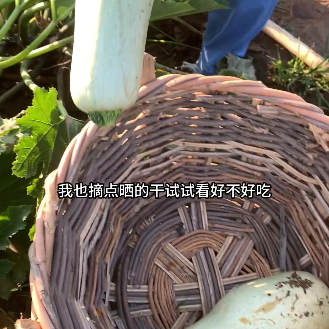 西葫芦*你干**们吃过吗？和鲜的西葫芦口感不一样，挺好吃的可...