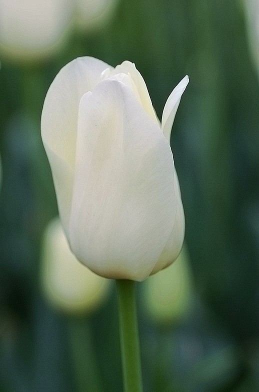 人生要想活得优雅美丽句子,不要忘记自己的优雅和美丽