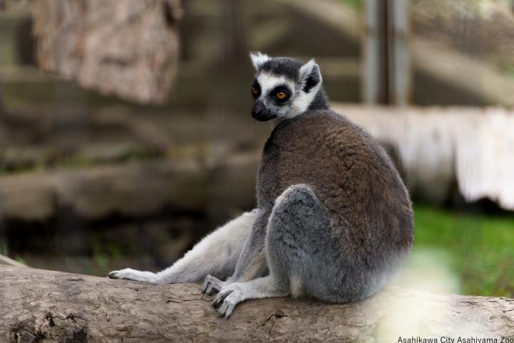 腾龙85mm定焦镜头副厂推荐,18-200腾龙镜头和原厂镜头对比