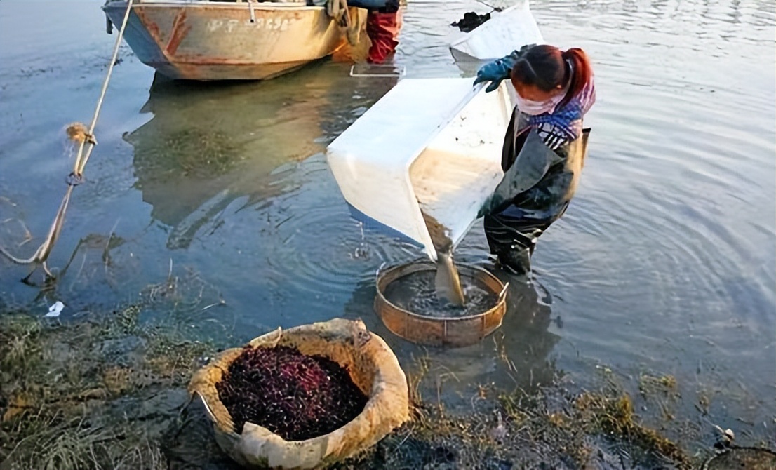 一晚赚上万元臭水沟里的红虫,臭水沟里的红虫一斤多少钱