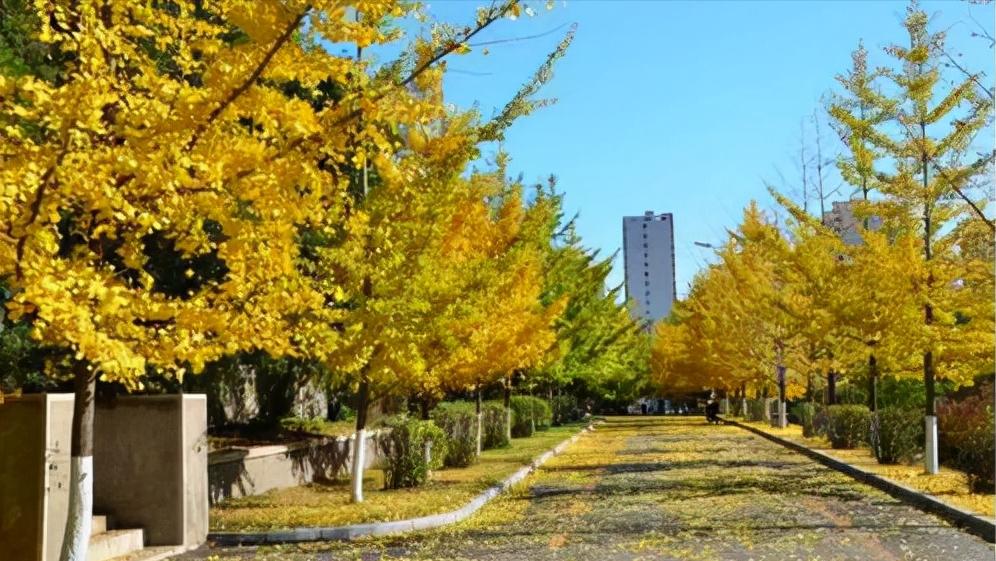 国内一所双非大学,位于港口,当地认可度高,有企业扶持易就业