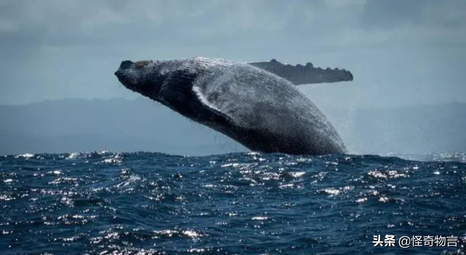 鲸鱼为什么会被赶走,鲸鱼大规模搁浅的原因是什么