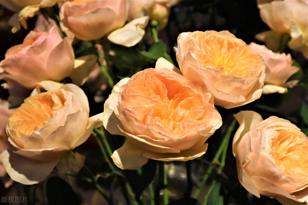 读原著学英语小王子,thelittleprince小王子英文书