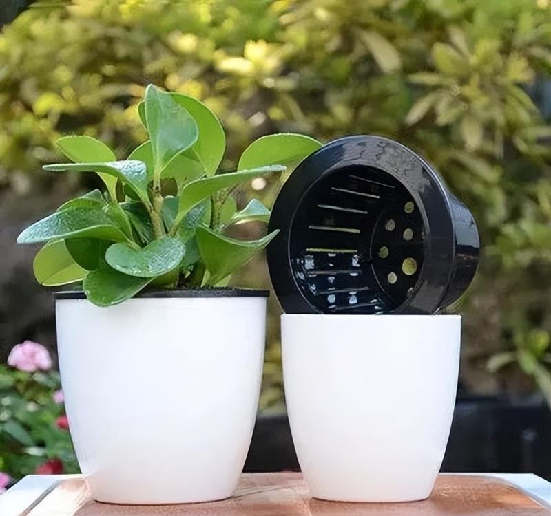 4种花很漂亮好养易活,4种花有阳光就爆盆