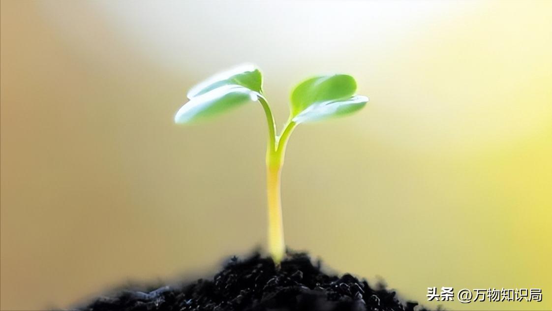 新西兰控告中国果农胜诉了吗,果农罚款