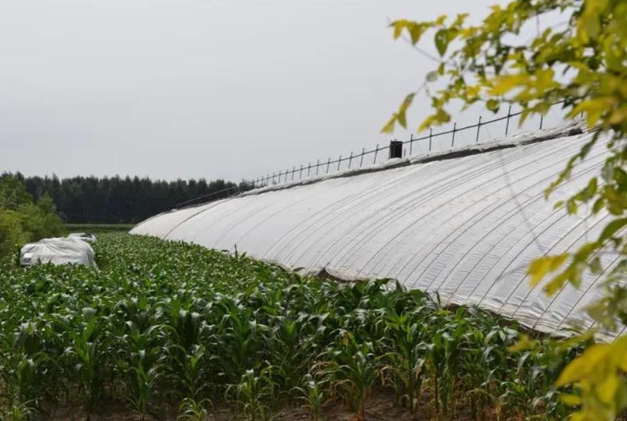 日本人在中国租了1500亩地多少钱,日本人在中国租1500亩地后续