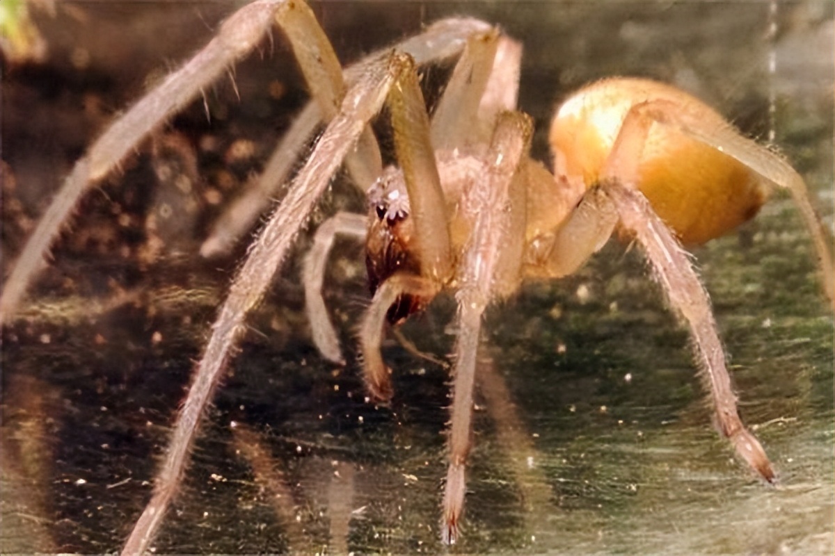 蜘蛛毒液有哪些,蜘蛛毒液对男性有好处吗