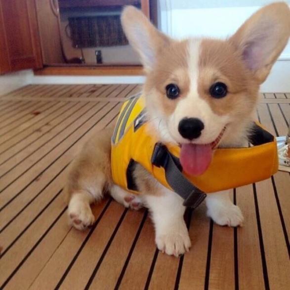 柯基爱生病吗,柯基犬爱生病吗