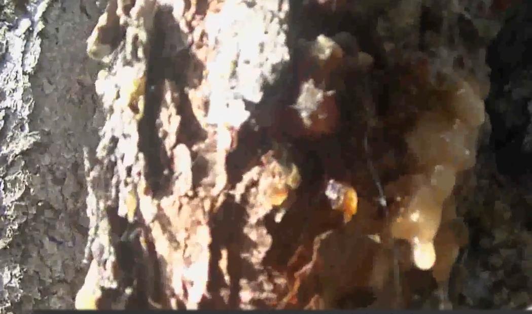 100天挑战荒野赢100万美元,荒野100天冠军