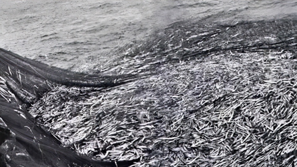 一条野生大黄鱼为啥那么贵,最贵的野生大黄鱼多少斤