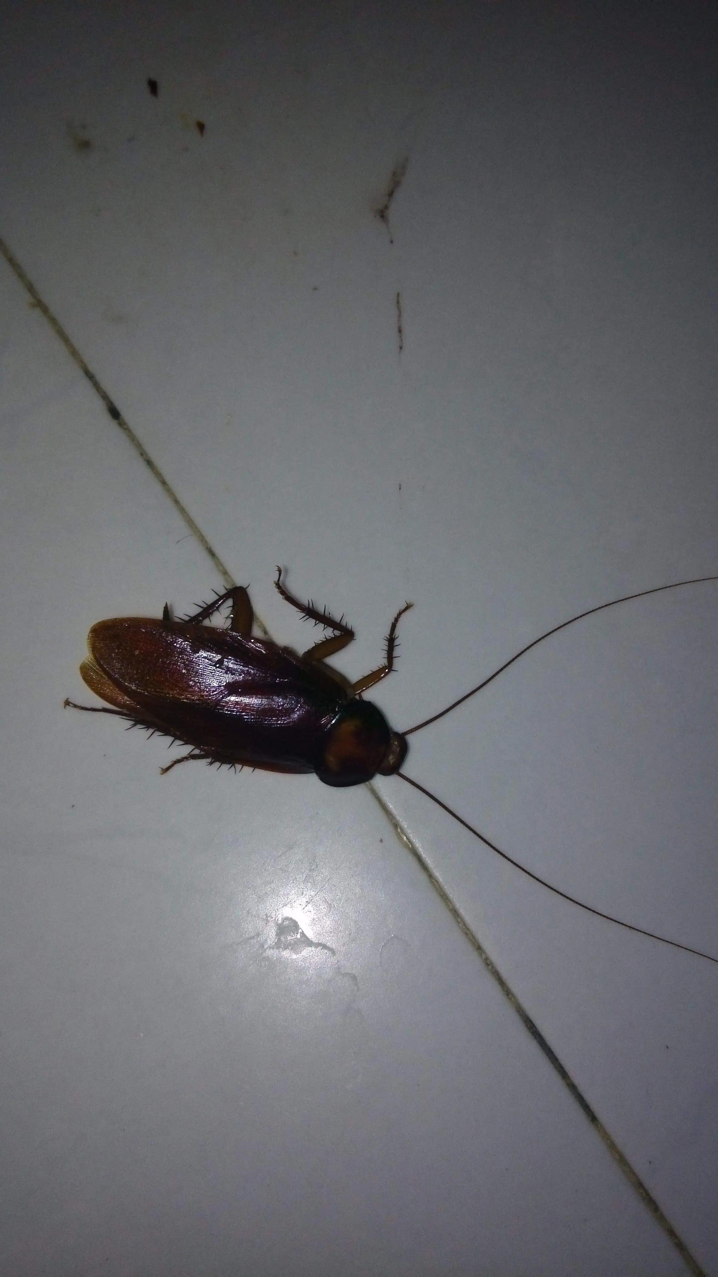 蟑螂怎么消灭建议试试这6个方法,家里有蟑螂用什么小妙招能消灭它