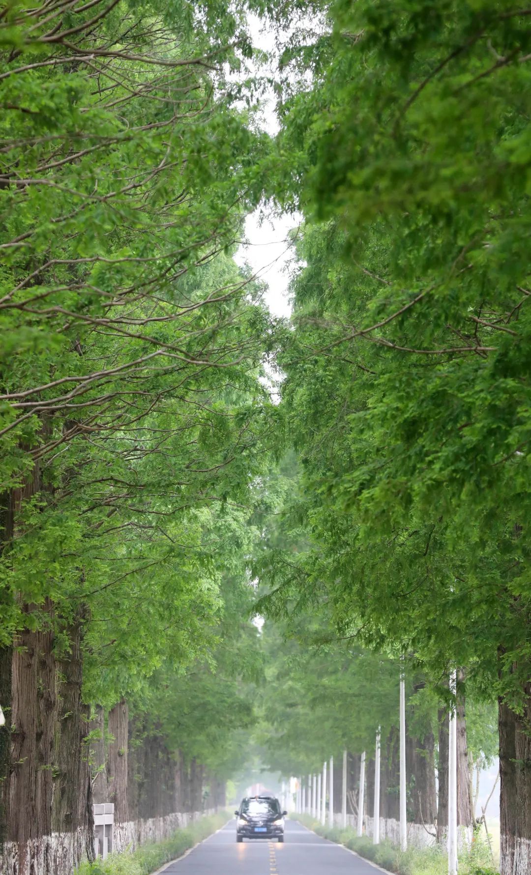 这个周六，瓶窑张堰千“茭”百态初夏游，约不？