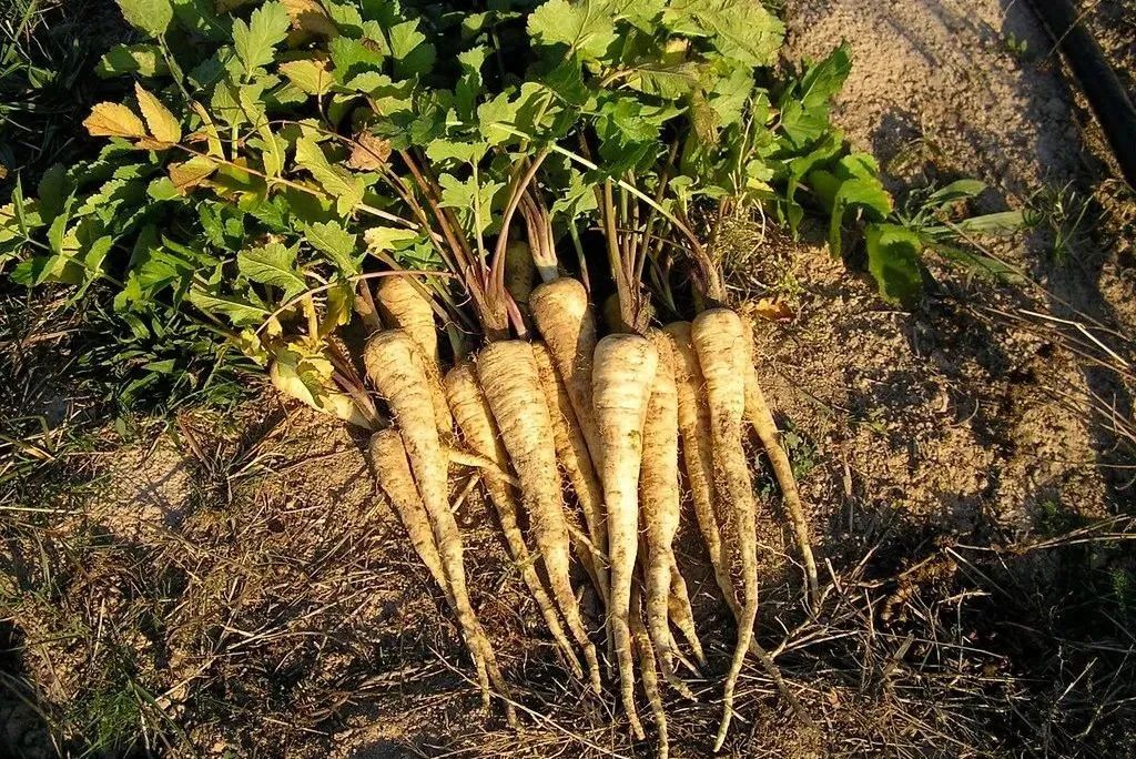 根类食物大全 (5种根菜类的食材)
