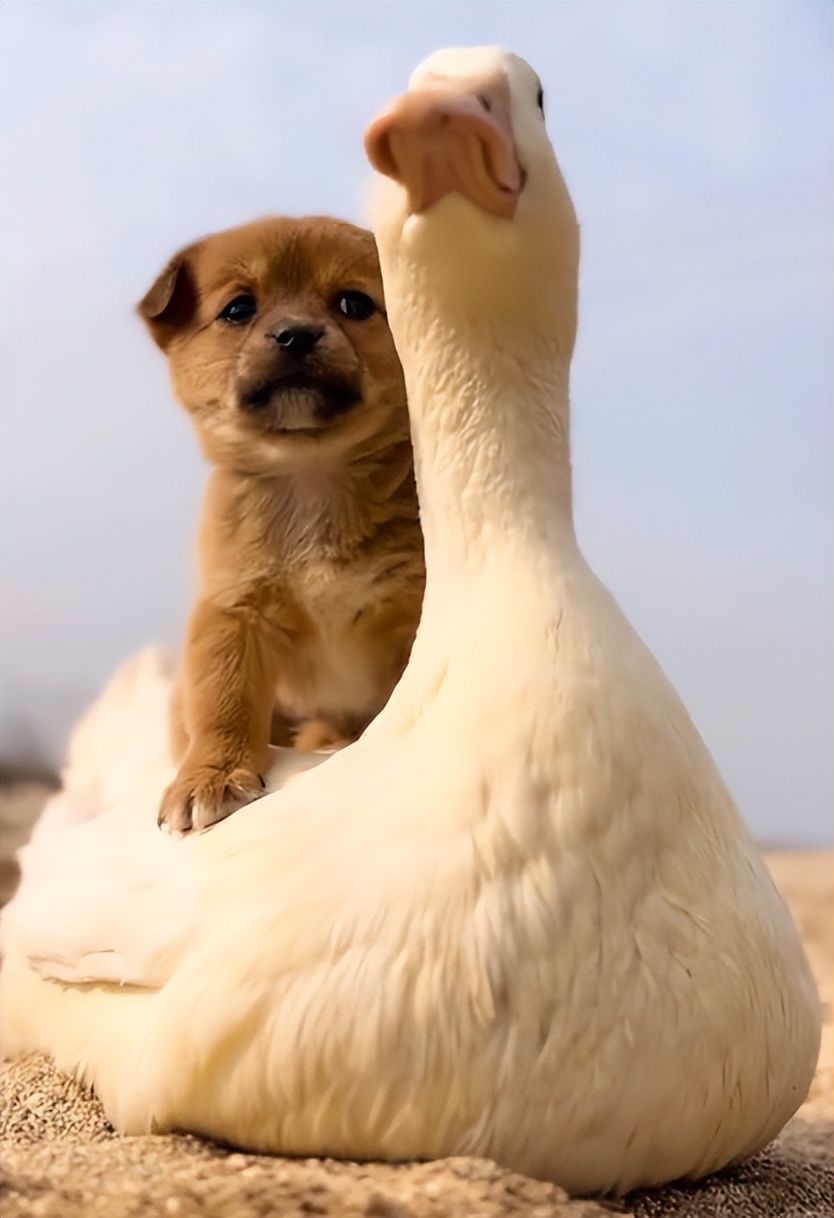 “狗界巅峰”：“把鸭当妈”骑鸭背上，全网最萌小狗吸粉550万