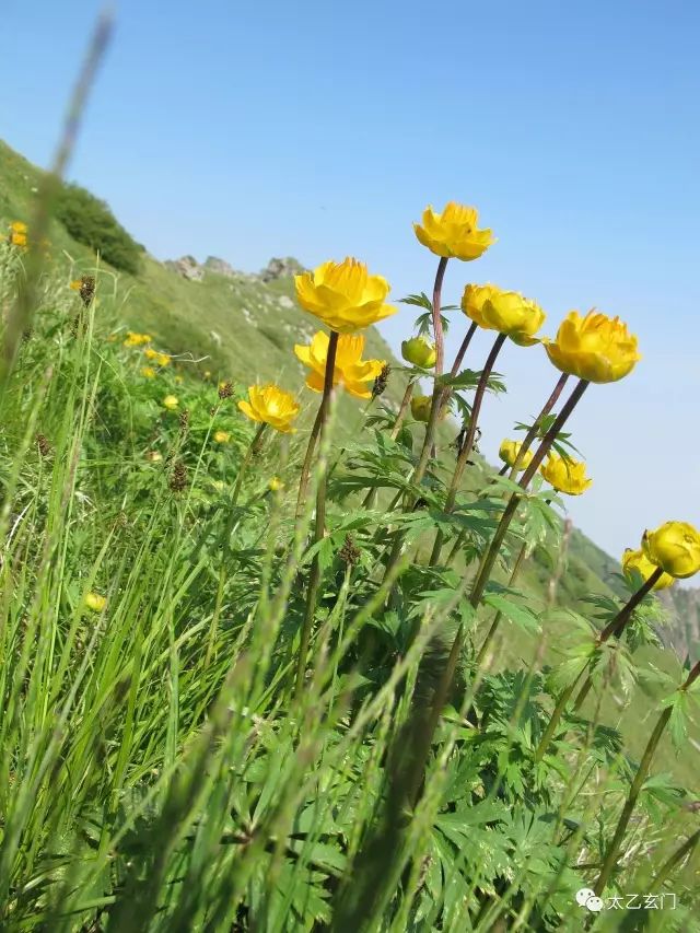 小五台山金莲花坡,小五台金莲花