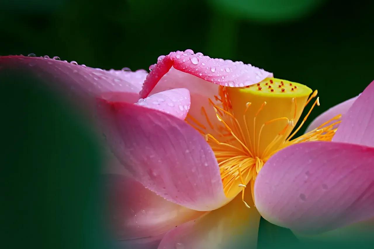 写荷花最经典的古诗词,古诗词中荷花的意象