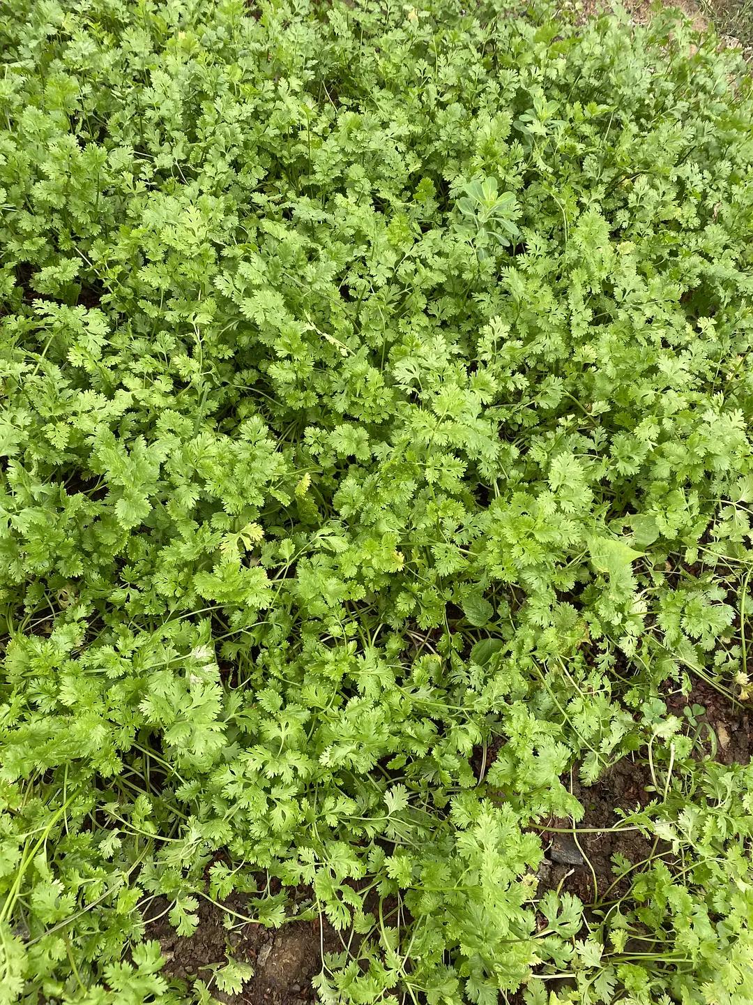 麦当劳还是没吃到香菜味冰淇淋,麦当劳香菜味冰激凌为什么买不了