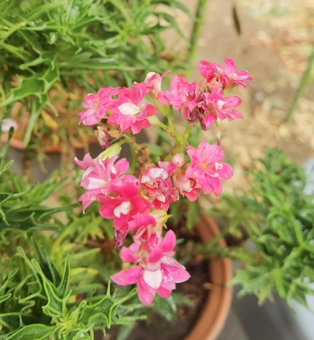 高温天气盼雨来,高温的炙烤