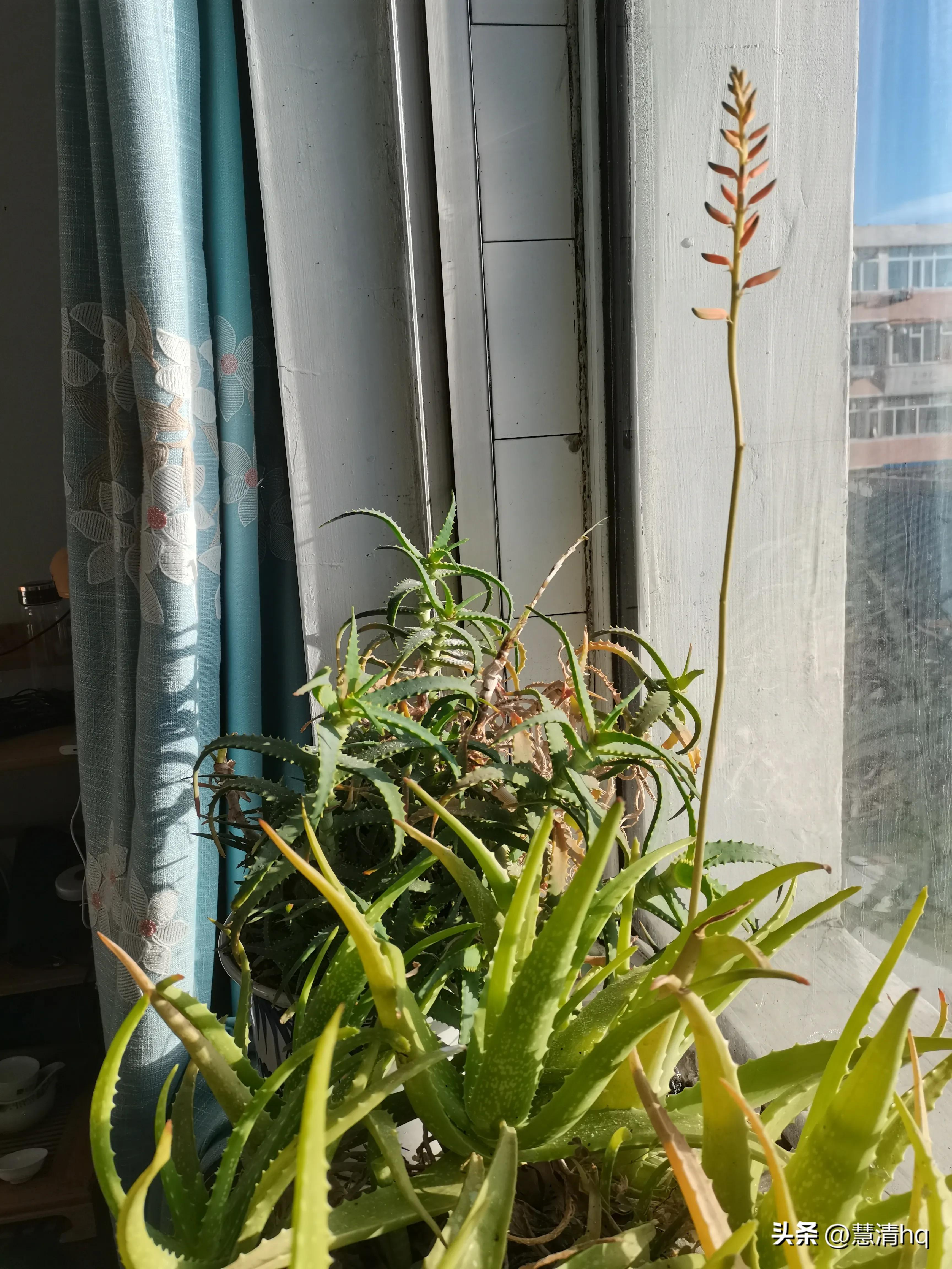 专挑低价香烟骗局,低价香烟骗局案例