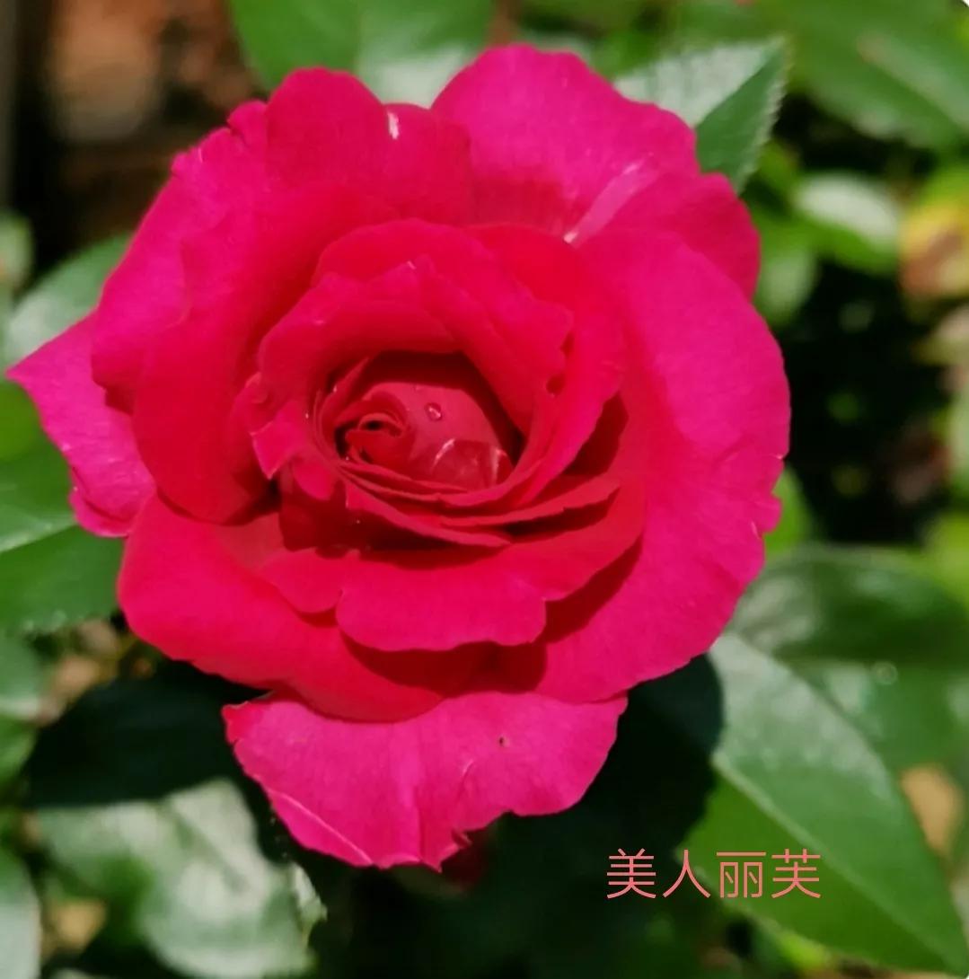 切花月季经典品种推荐,奥斯汀十大切花月季品种