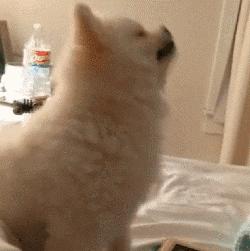 狗狗腹泻呕吐的原因与治疗方法,狗狗呕吐拉稀的常见原因有哪些