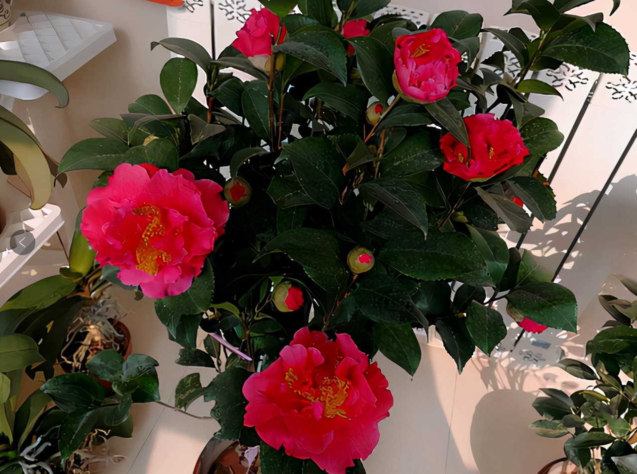 克瑞墨大牡丹花期,克瑞墨雪中开花