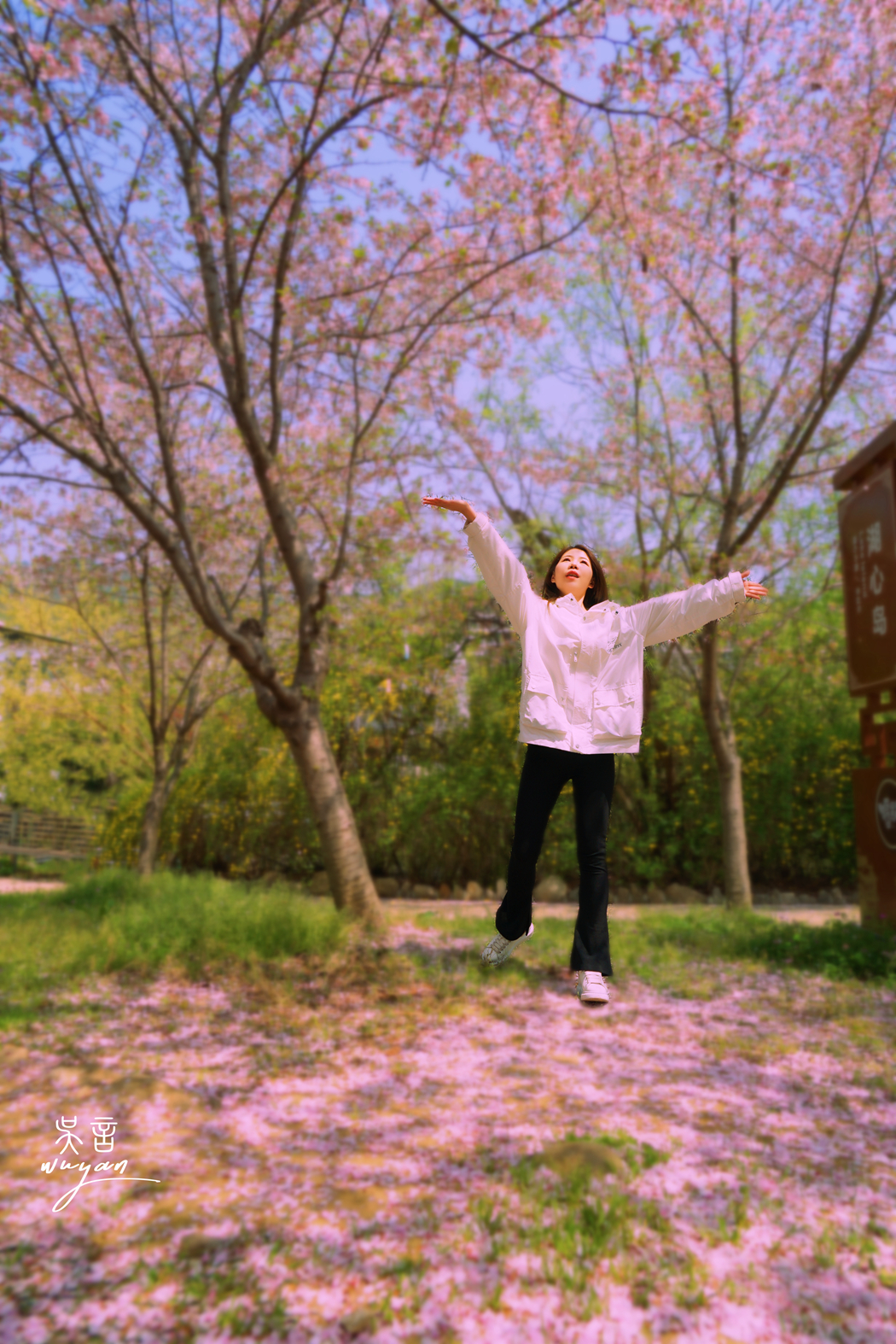 武汉看樱花半日游,武汉看樱花一日游