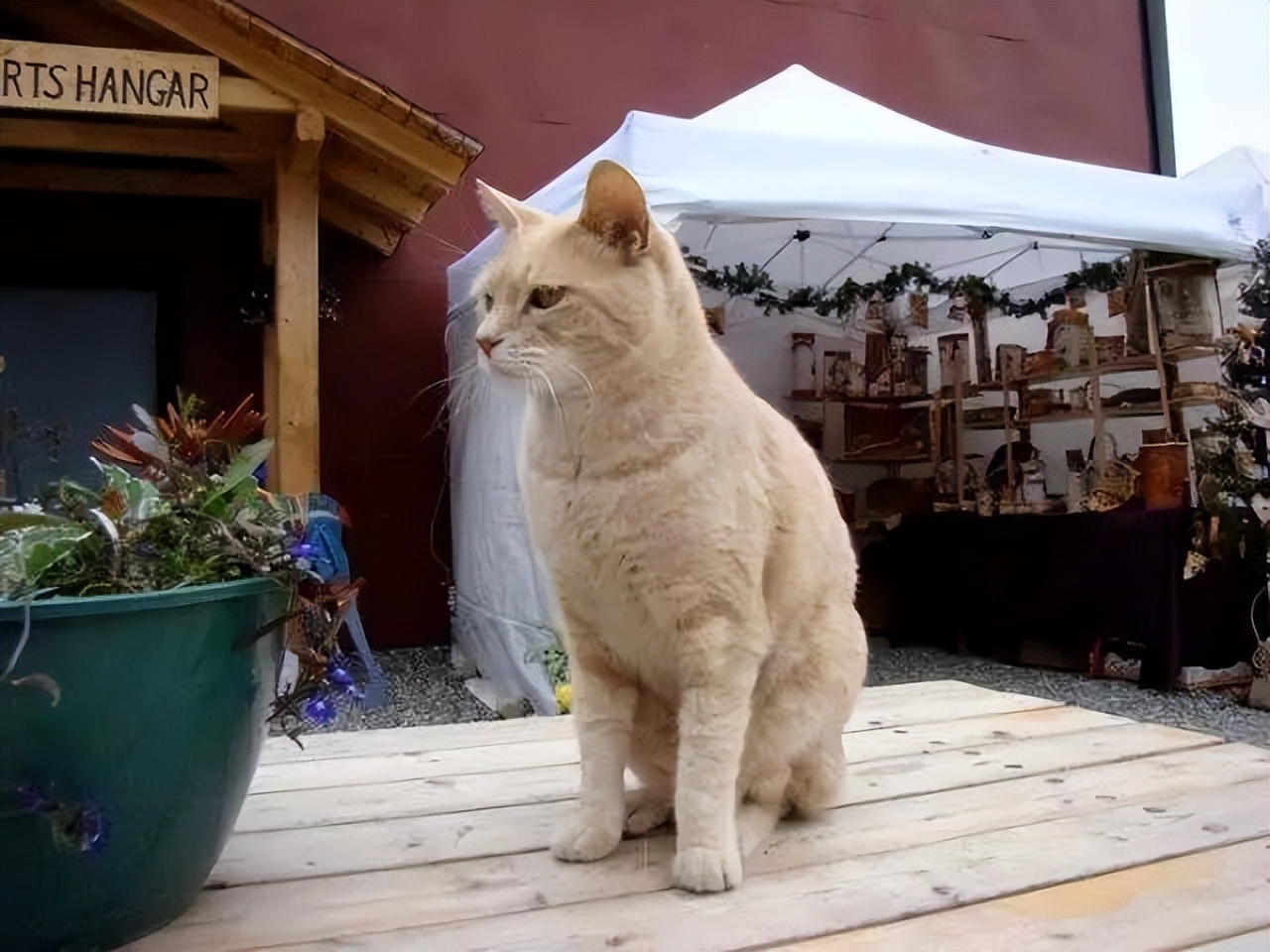 为什么猫没狗工作能力强,猫为什么不如狗那么忠诚听话呢