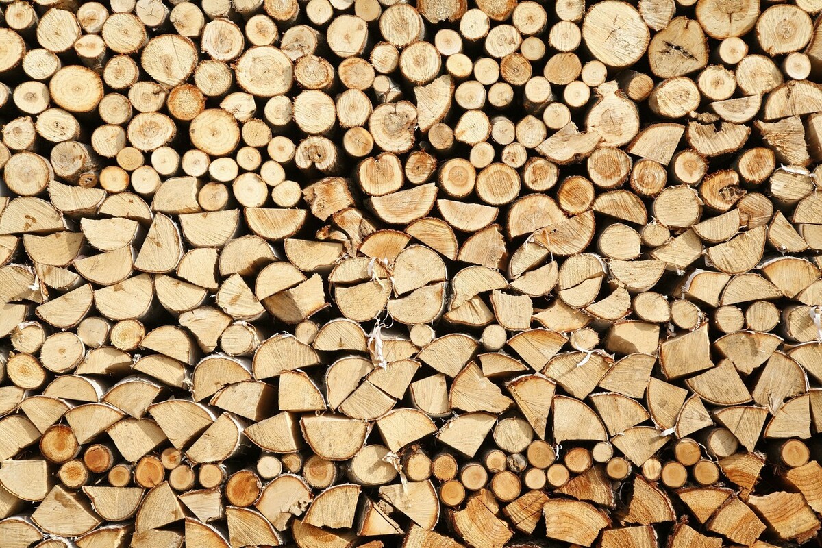 铁桦树斧头真的砍不动吗,铁桦木是最硬的木头吗