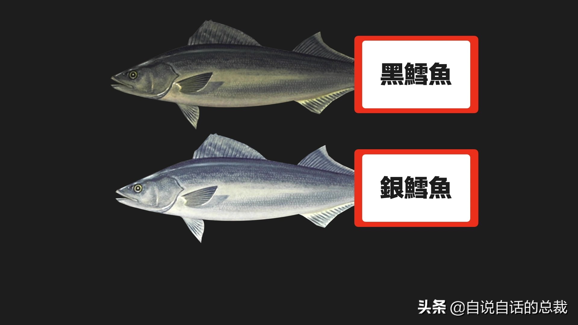 为什么买的鳕鱼段都是粘液,为什么买的鳕鱼那么多水