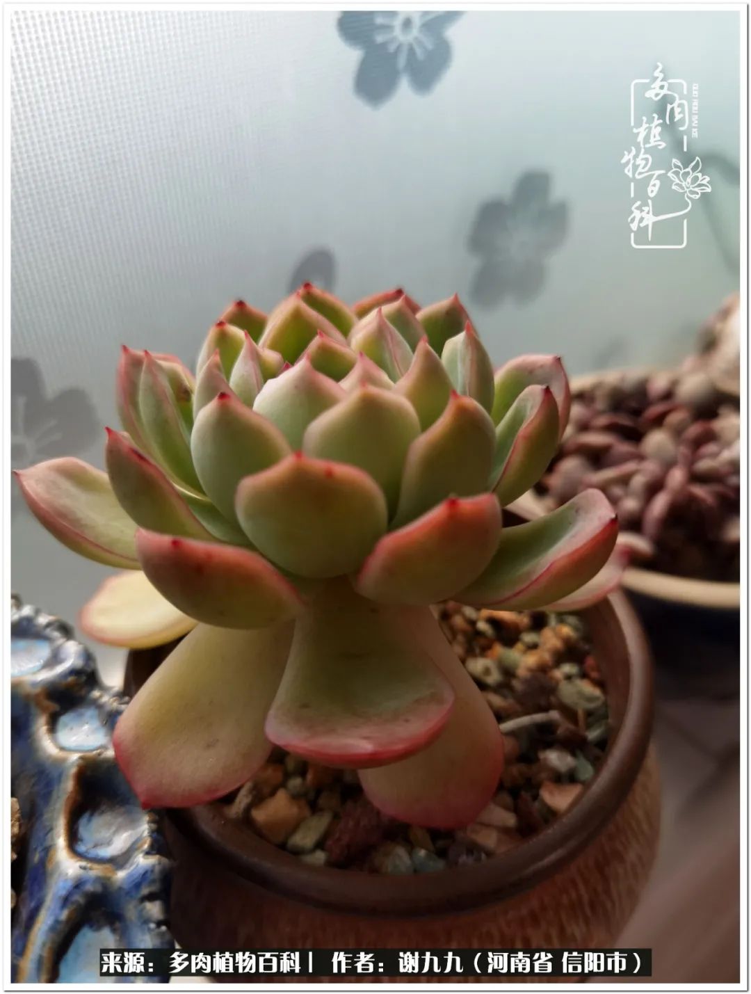 与多肉植物在一起的感怀,与多肉同行