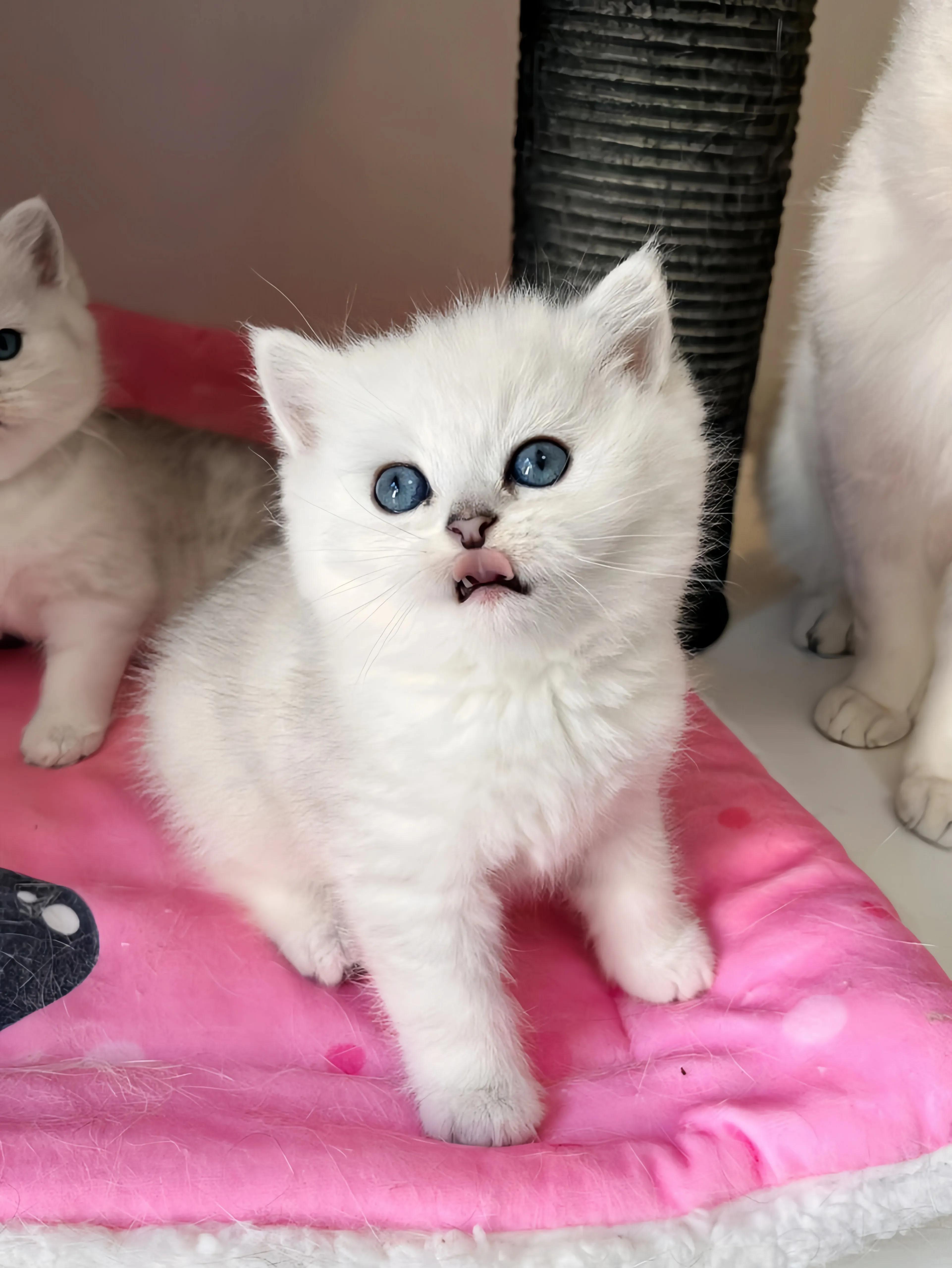 猫咪品种推荐500元以内,叫蒜头的猫咪是什么品种的