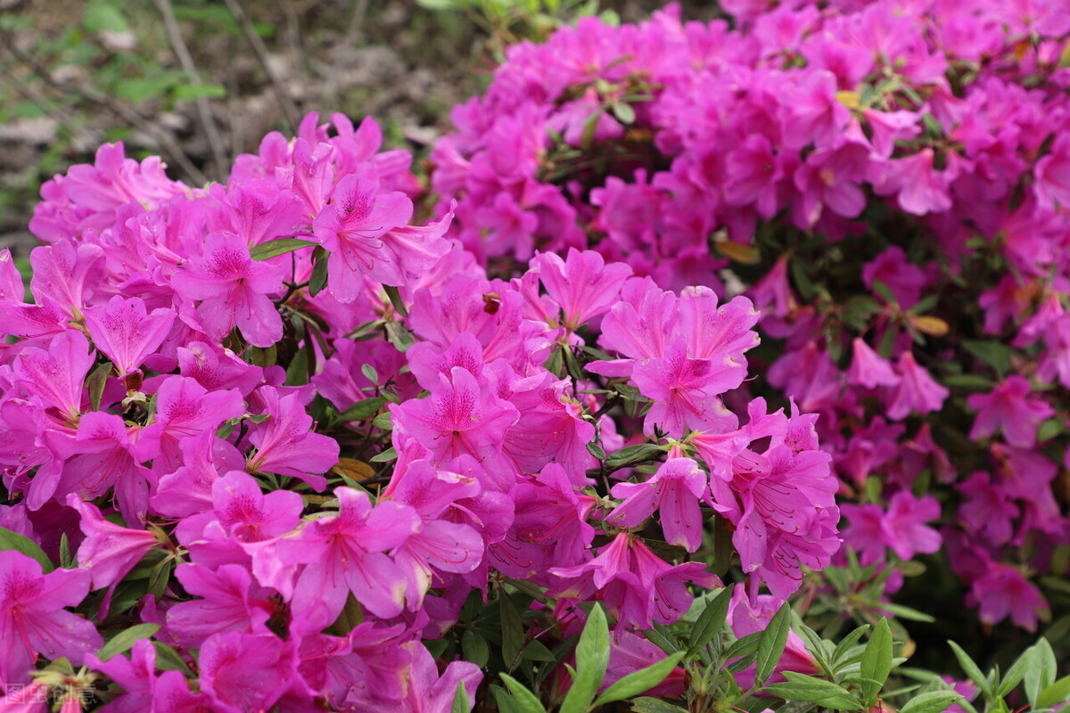 花灰霉怎样防治,灰霉病叶片病害图片
