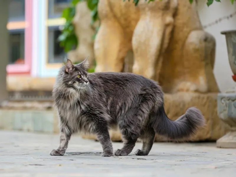 毛森森,观复猫毛森森