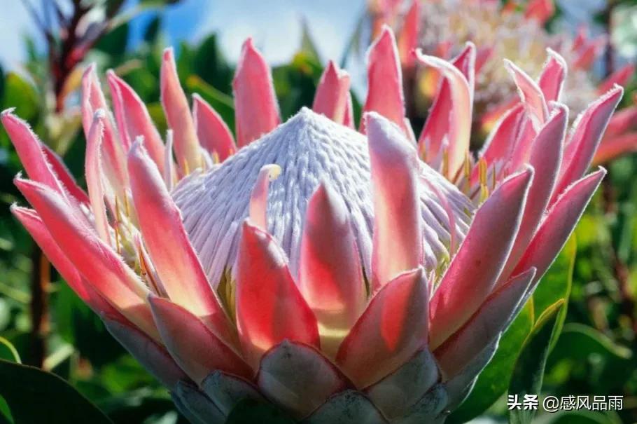 九十九朵美丽的国花送给你