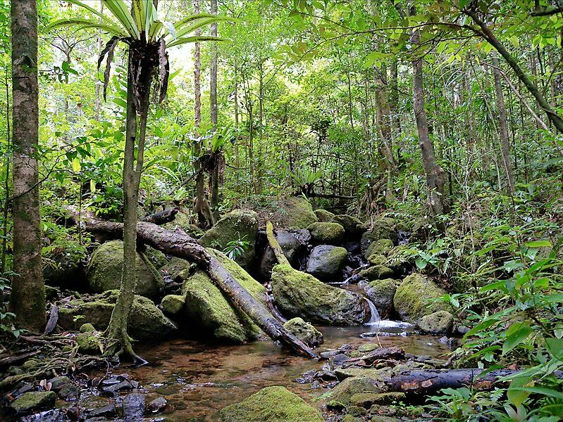 拯救濒临灭绝的红毛狐猴,拯救婆罗洲猩猩