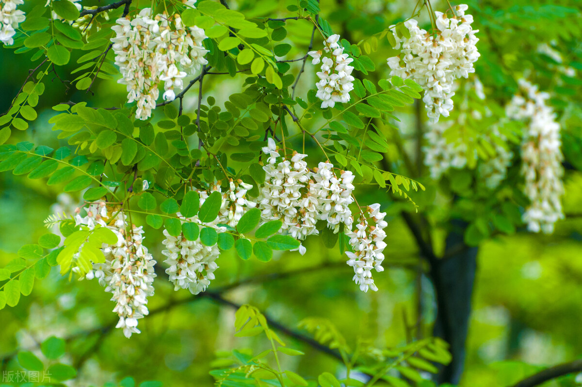 曾是北方首选的行道树,因天量库存而烂大街,国槐树该何去何从?