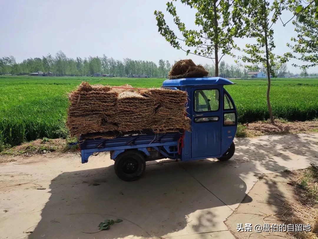 五一快到了农村拔蒜苔,五一劳动节收蒜苔