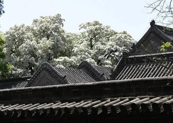 春和景明红盖头,孟府流苏花开了吗