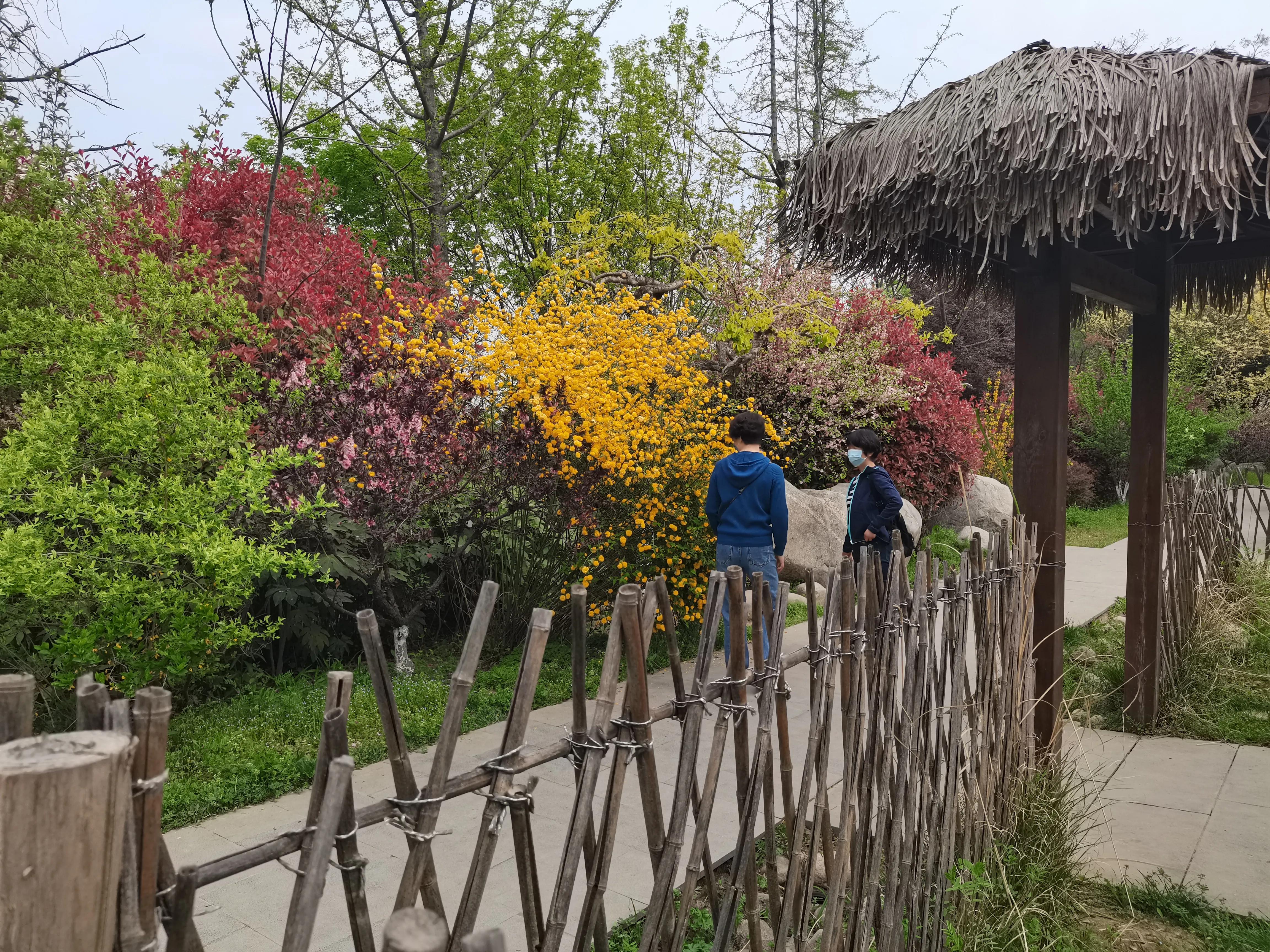 西安植物园春花怒放盛景,西安植物园海棠园